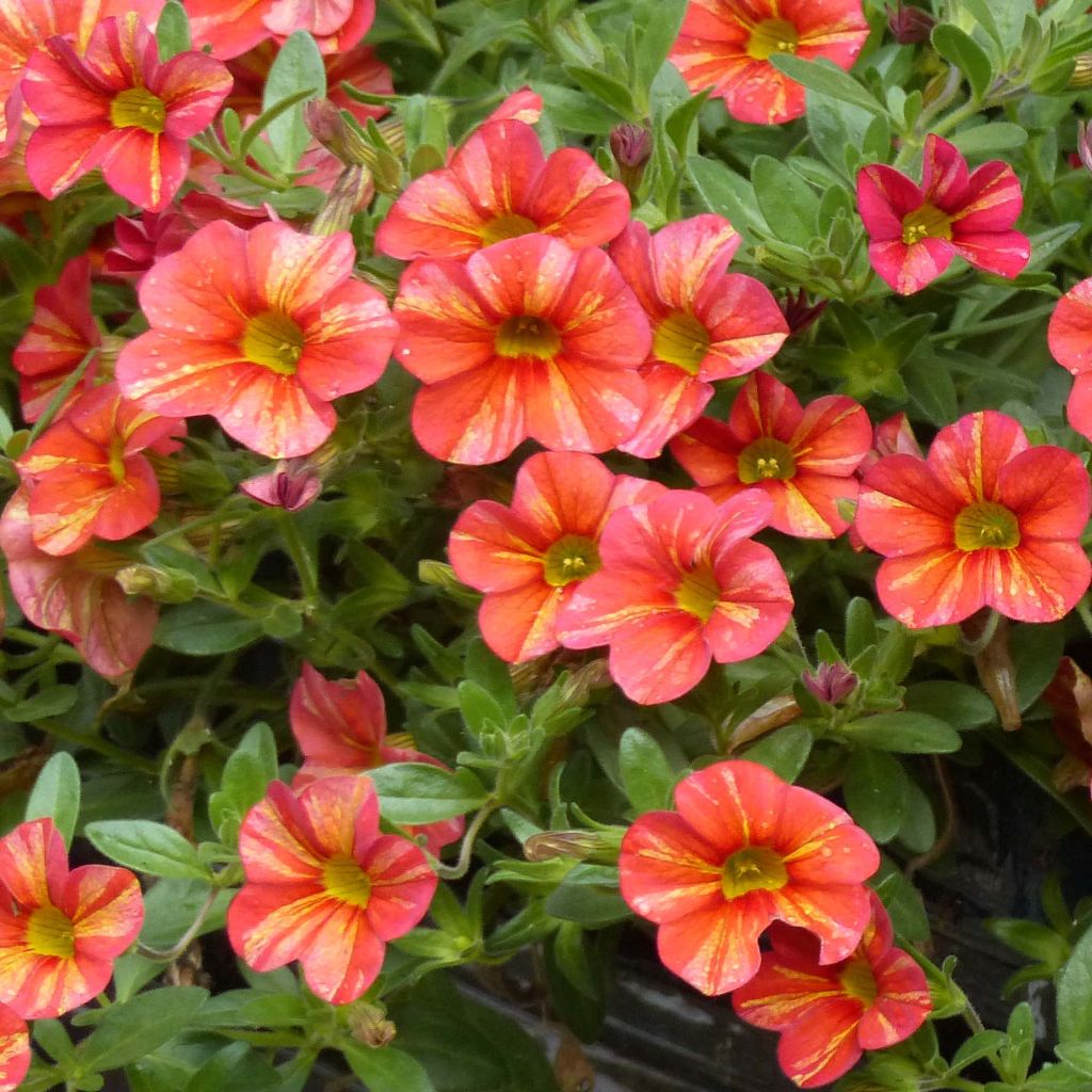 Calibrachoa Superbells Tropical Sunrise - Mini-Petunia