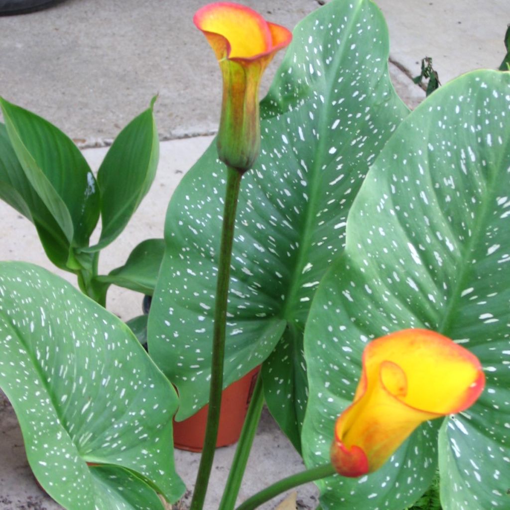 Arum ou Calla jaune bordé de rouge orangé - Zantedeschia Selina® 