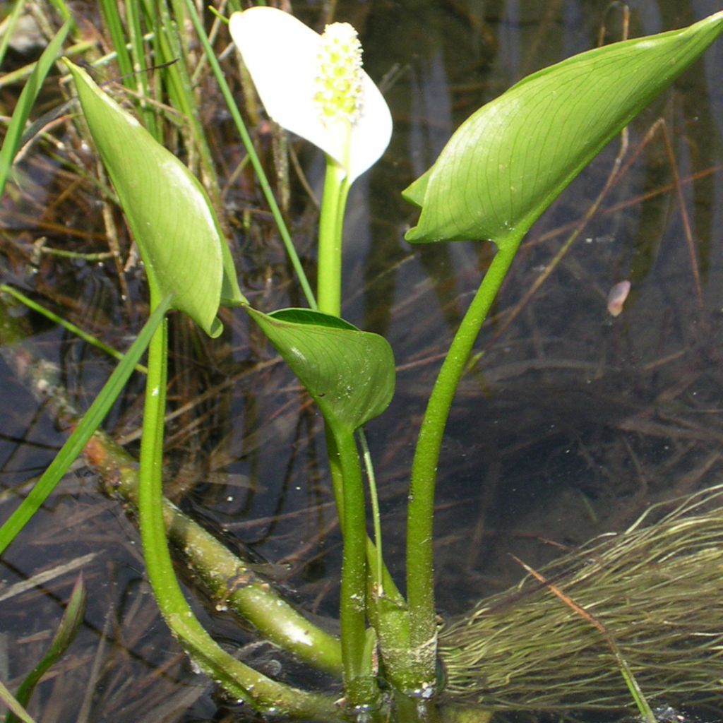 Arum ou Calla palustris