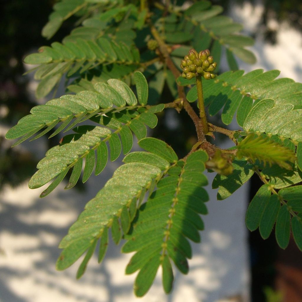 Pompon du marin - Calliandra surinamensis