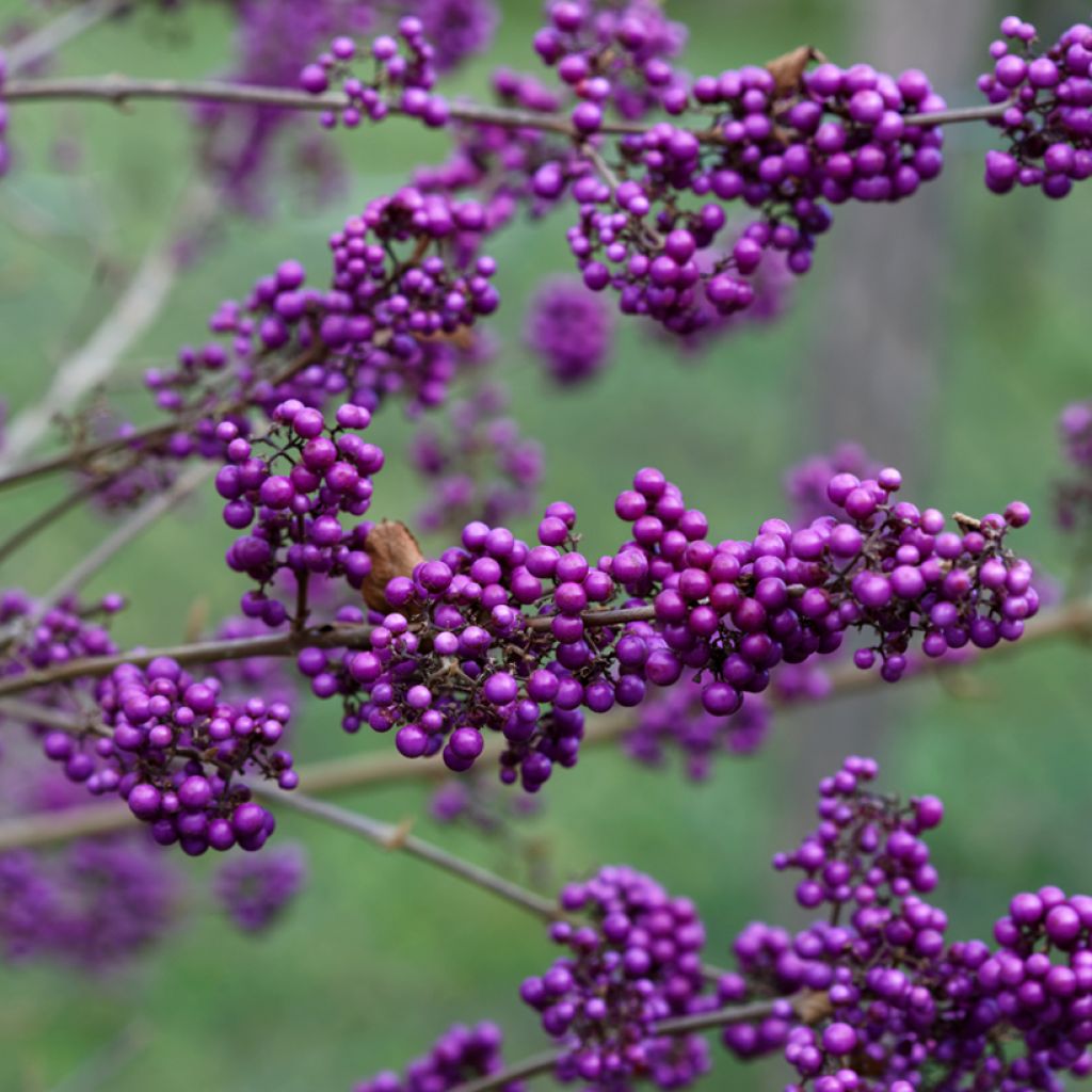 Callicarpa bodinieri Magical Purple Giant