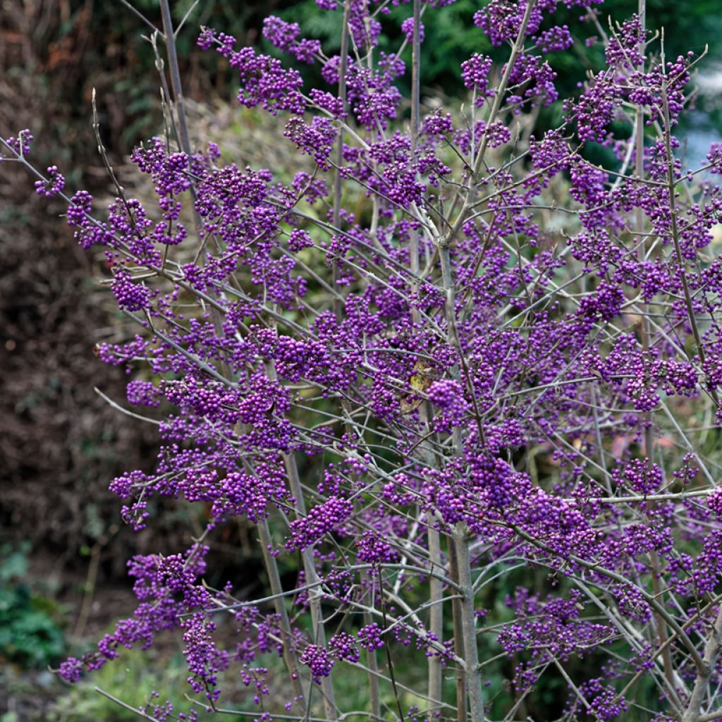 Callicarpa bodinieri Magical Purple Giant