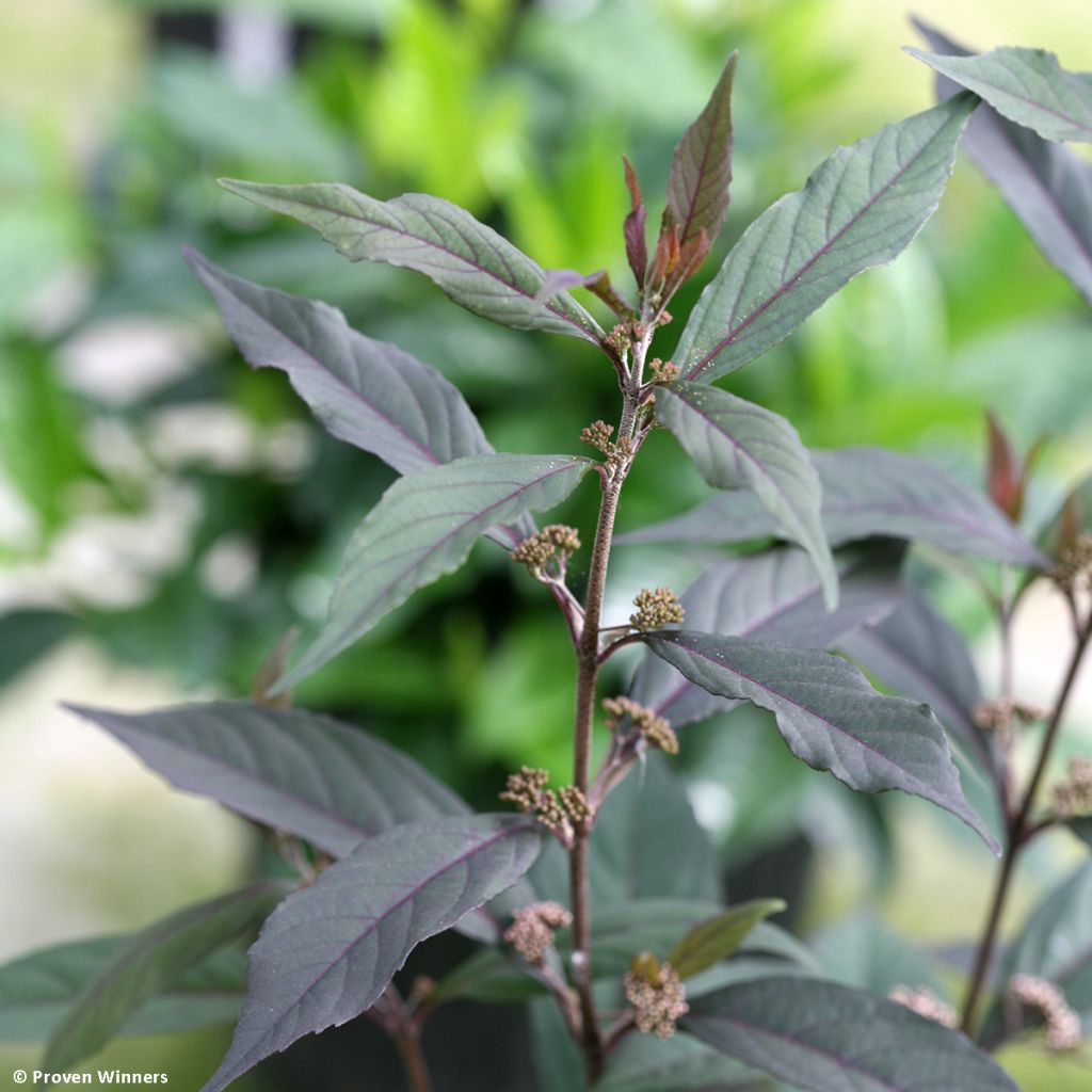 Callicarpa bodinieri Pearl Glam