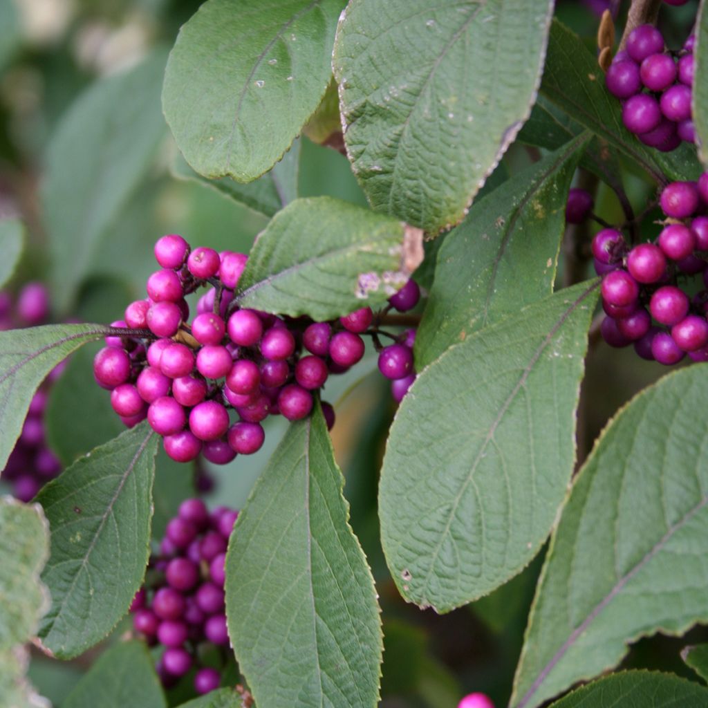 Callicarpa bodinieri Profusion - Arbuste aux bonbons