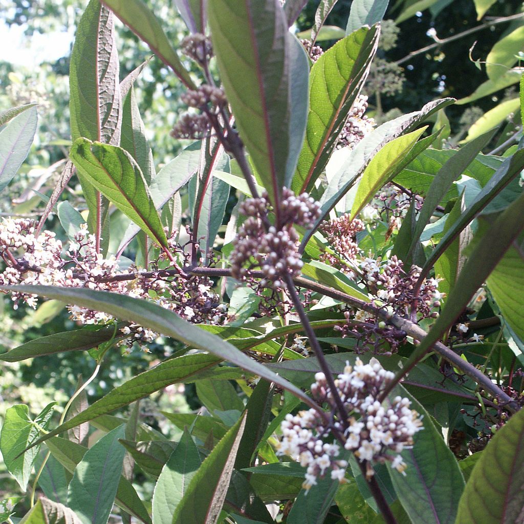 Callicarpa kwangtungensis 