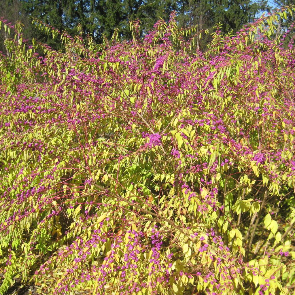 Callicarpa kwangtungensis - Arbuste aux bonbons de Chine