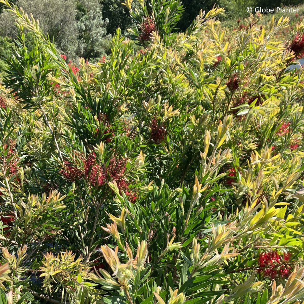 Callistemon Outback Fire - Bottle brush