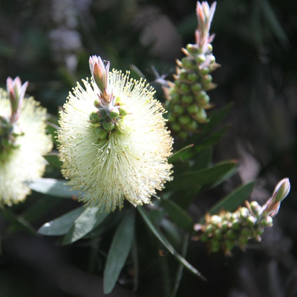 Callistemon citrinus Albus - Bottlebrush