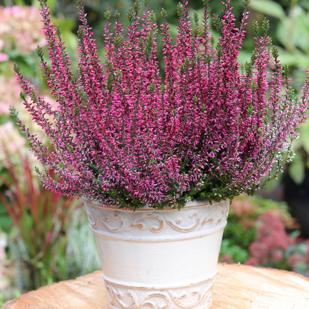 Calluna vulgaris Garden Girls Amethyst - Heather