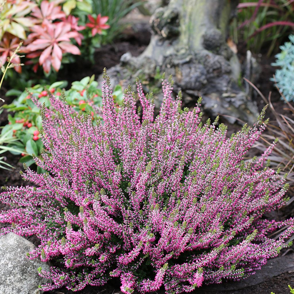 Calluna vulgaris Garden Girls Amethyst - Heather