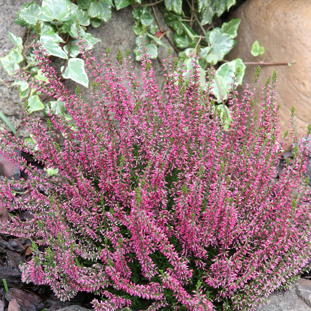 Calluna vulgaris Garden Girls Angie - Heather