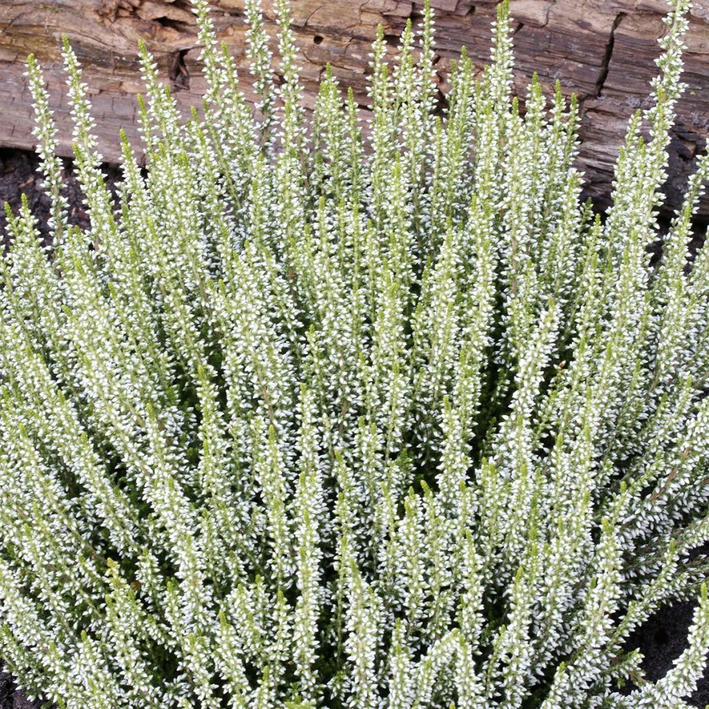 Calluna vulgaris Garden Girls Helena - Heather