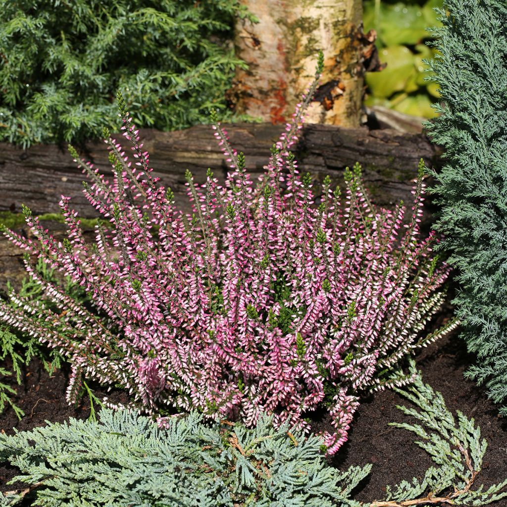 Calluna vulgaris Garden Girls Lena - Heather