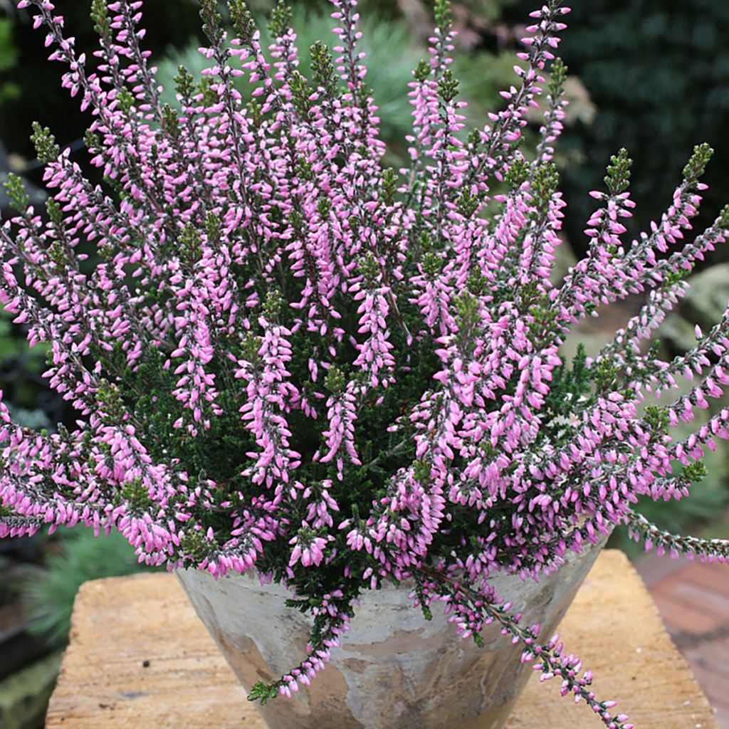 Calluna vulgaris Garden Girls Lena - Heather