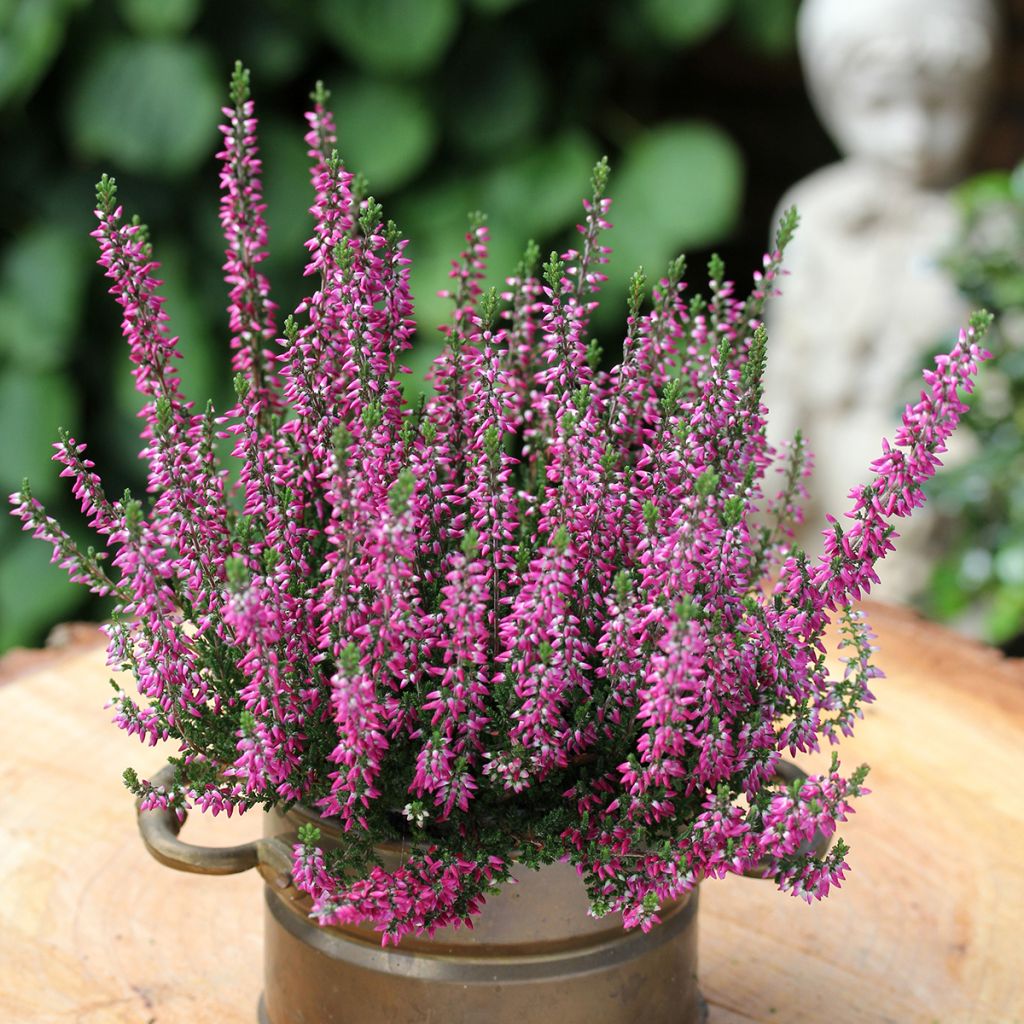 Calluna vulgaris Garden Girls Lilli - Heather