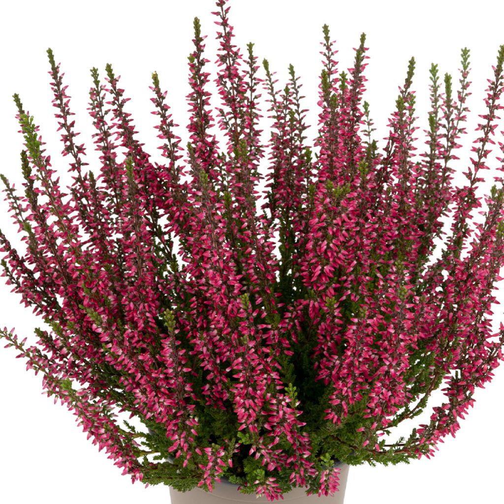 Calluna vulgaris Garden Girls Martina - Heather