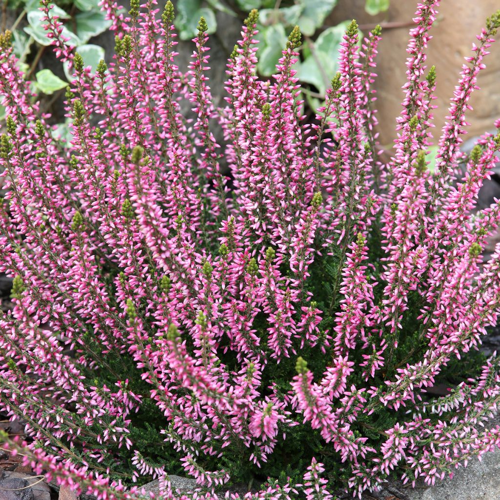 Calluna vulgaris Garden Girls Rosita - Heather