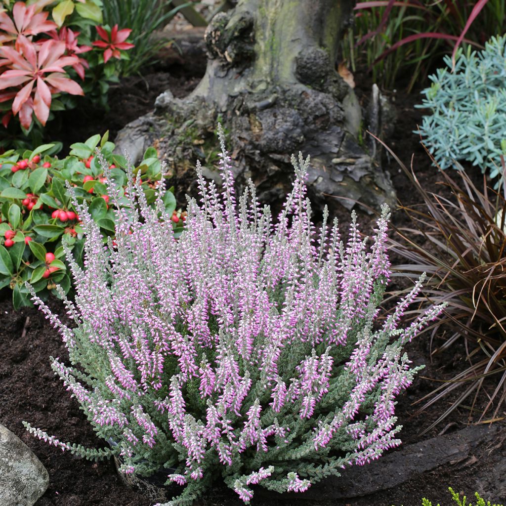 Calluna vulgaris Garden Girls Silvana - Heather