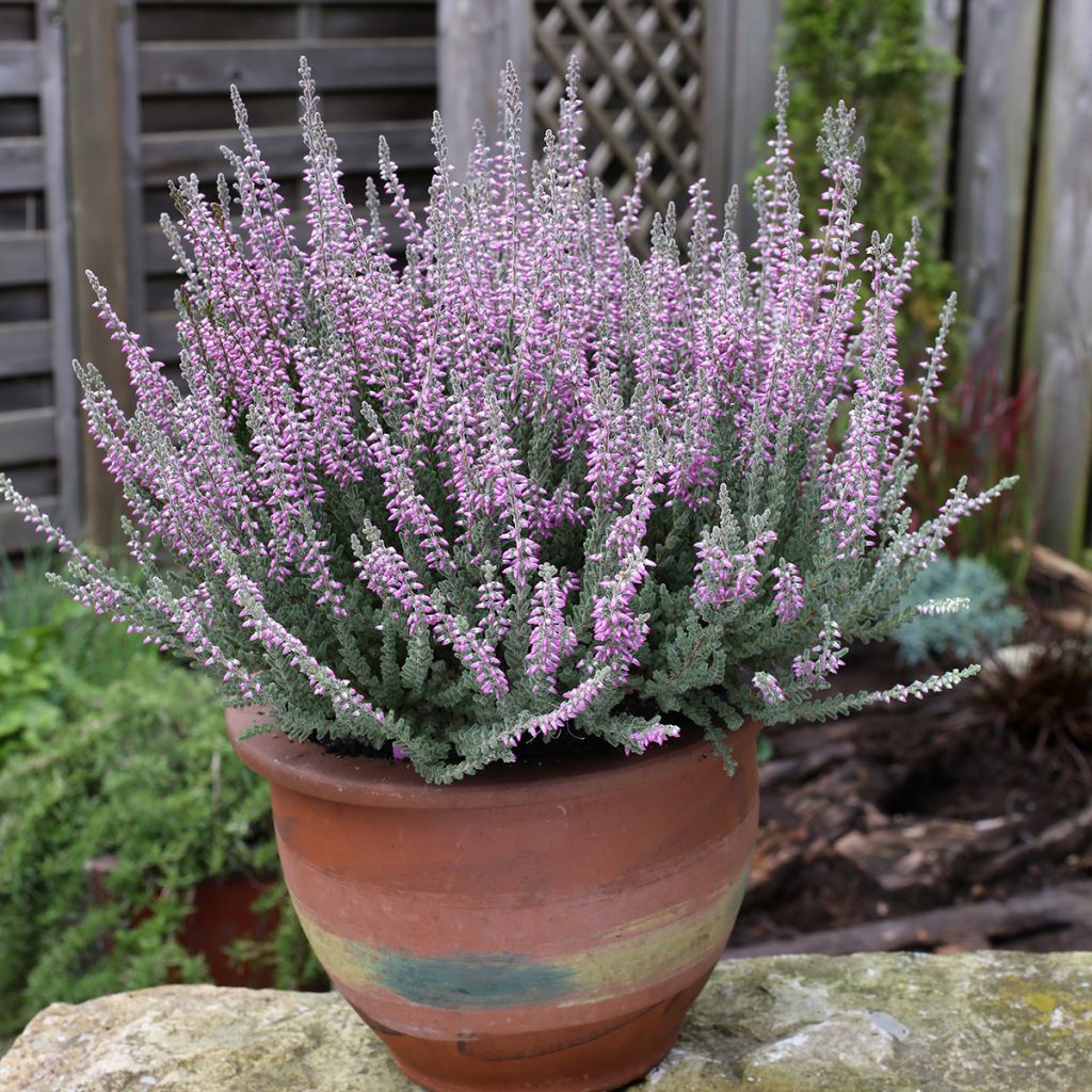 Calluna vulgaris Garden Girls Silvana - Heather