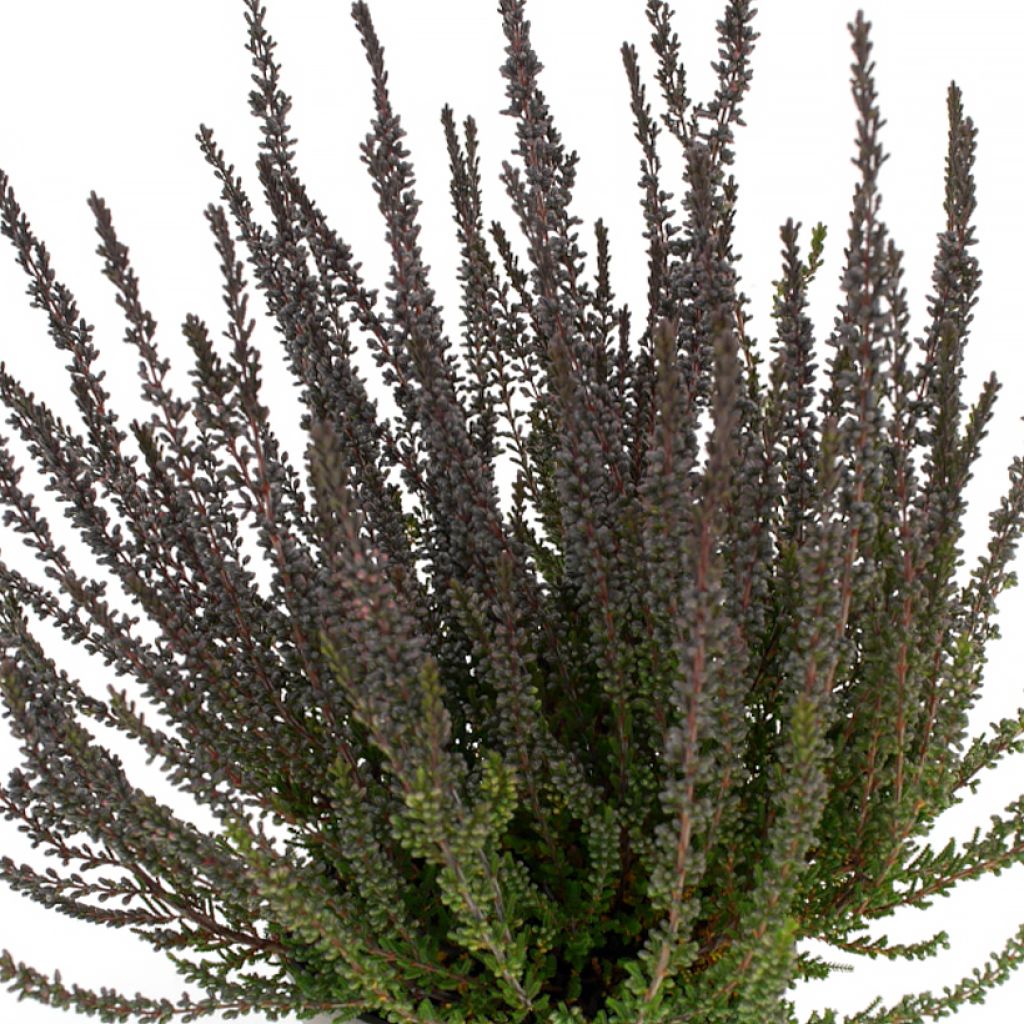 Calluna vulgaris Garden Girls Zulu - Heather