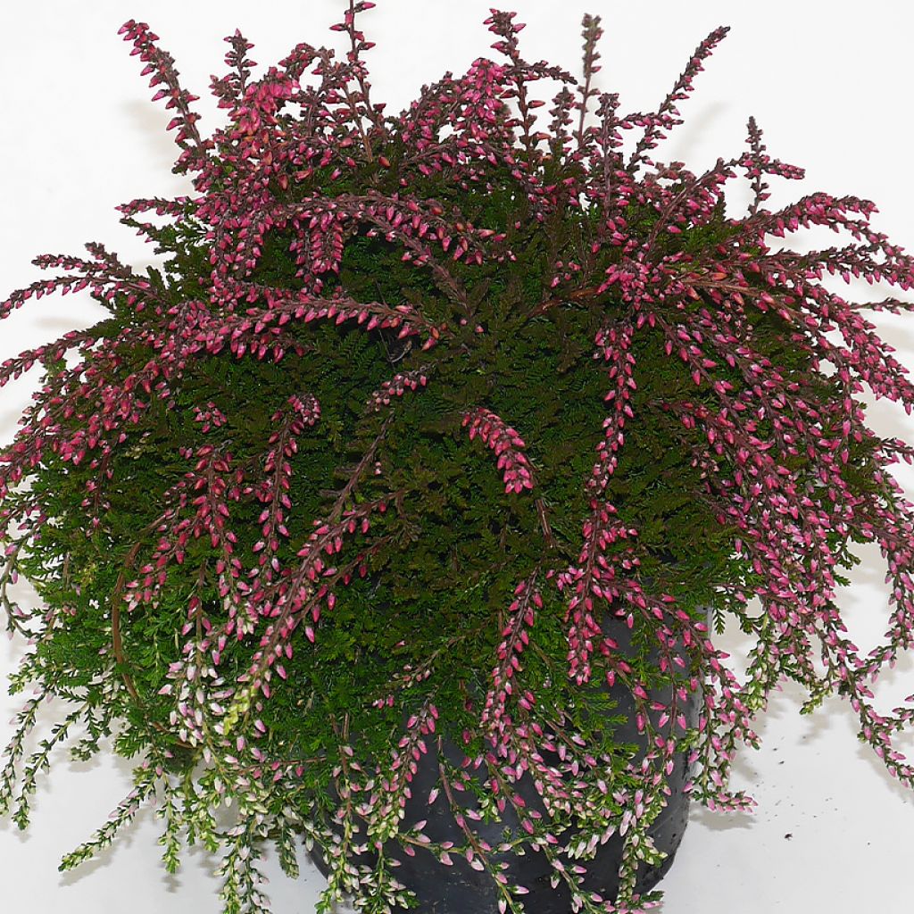 Calluna vulgaris Rasta Girls Maite - Heather