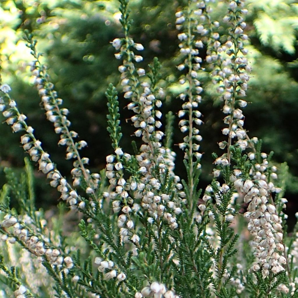 Bruyère d'été - Calluna vulgaris Alba