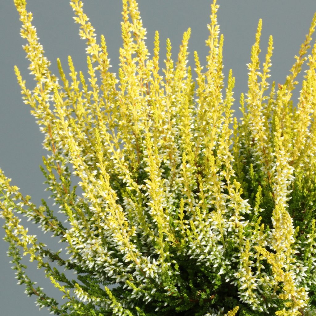 Calluna vulgaris Aurelia - Heather