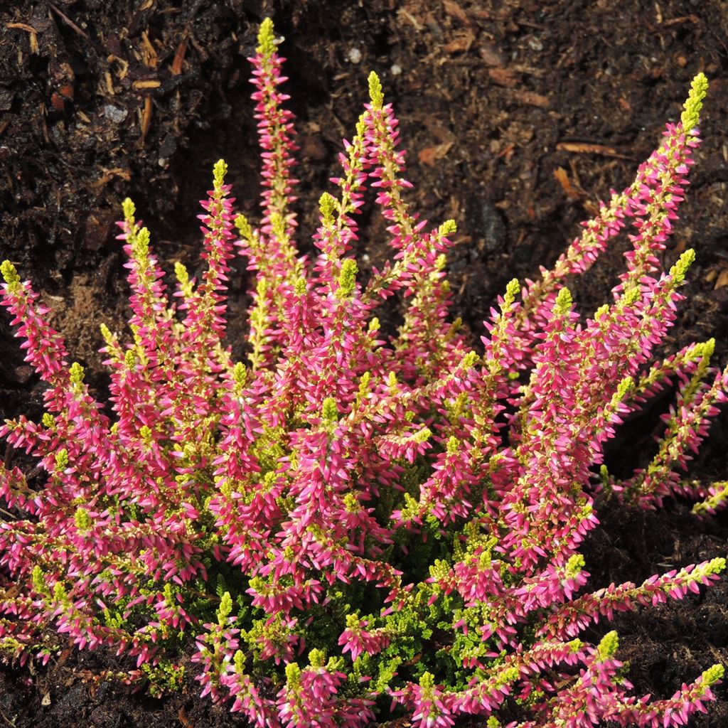 Calluna vulgaris Golden Angie - Heather