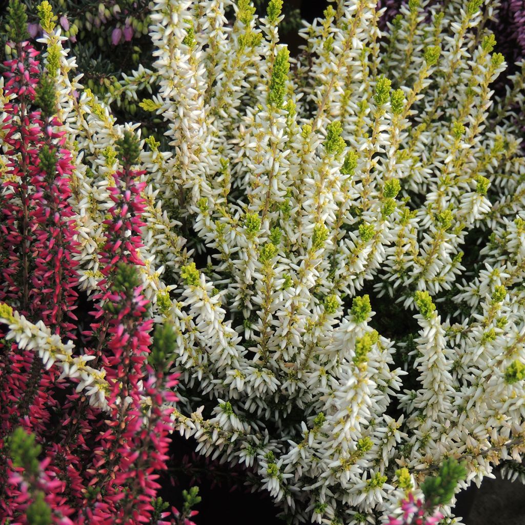 Calluna vulgaris Garden Girls Sarah - Heather