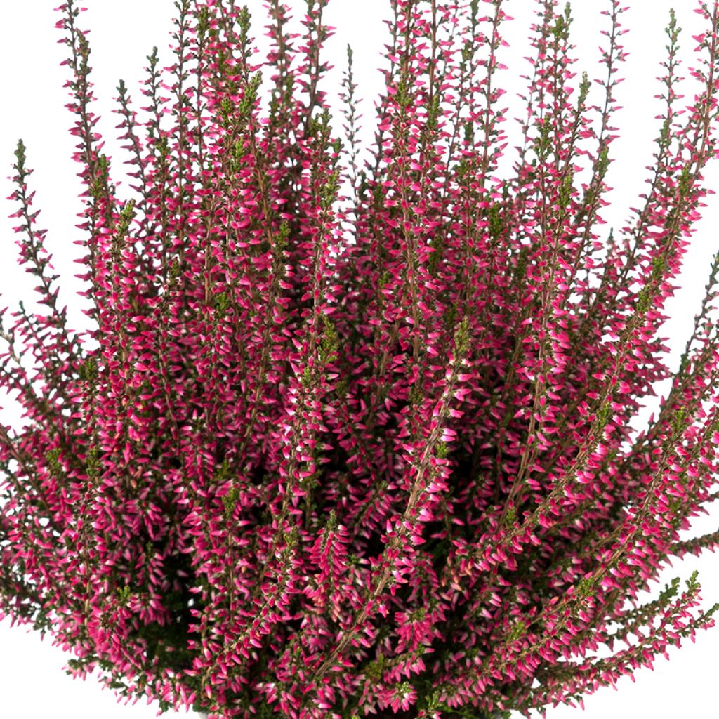 Calluna vulgaris Selma - Heather