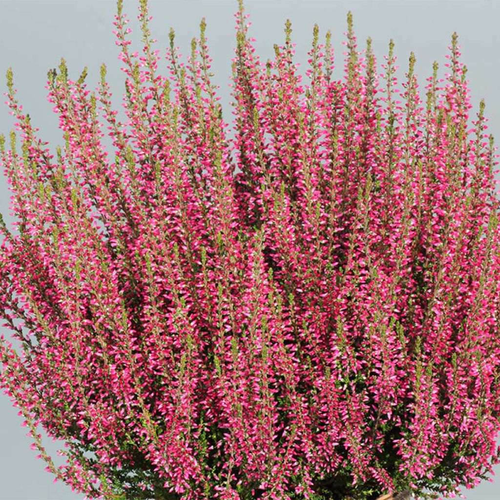 Calluna vulgaris Selma - Heather