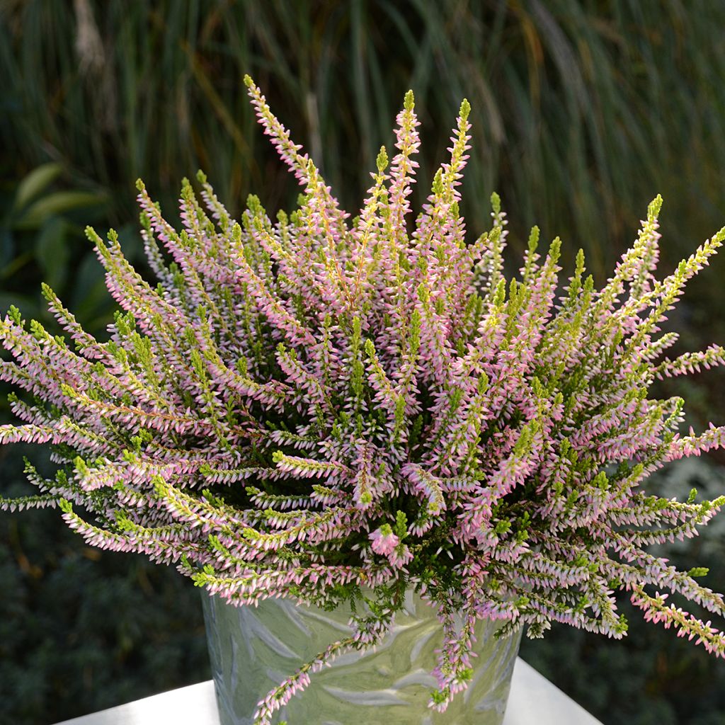 Calluna vulgaris Garden Girls Theresa - Heather