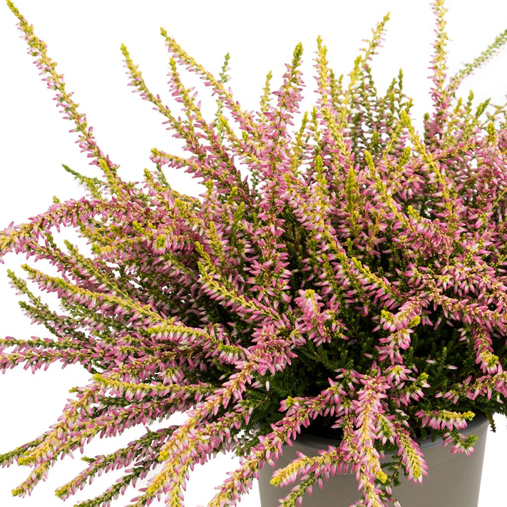 Calluna vulgaris Garden Girls Theresa - Heather