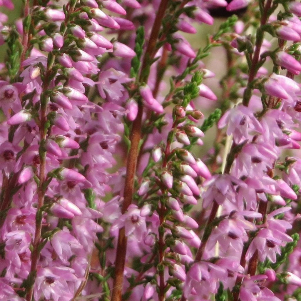 Bruyère d'été - Calluna vulgaris Tib