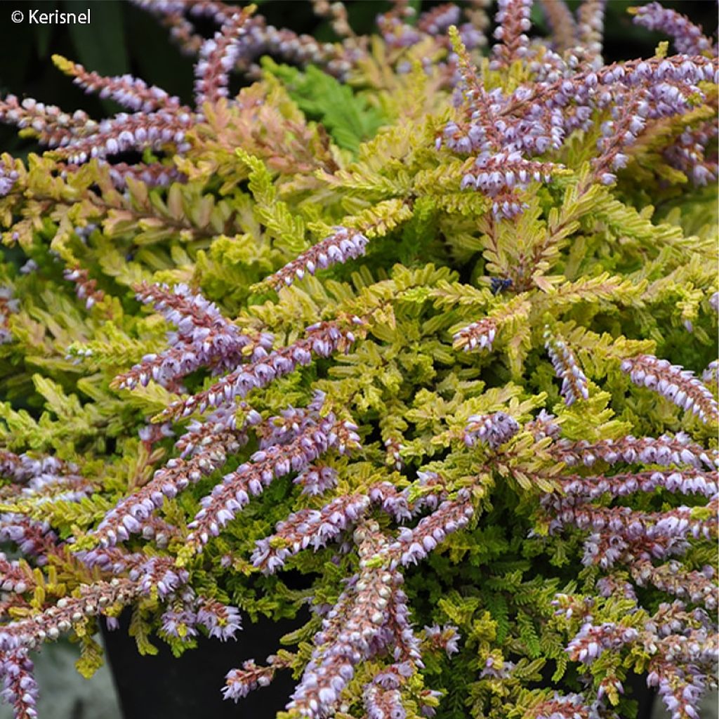 Calluna vulgaris Wickwar Flame - Heather