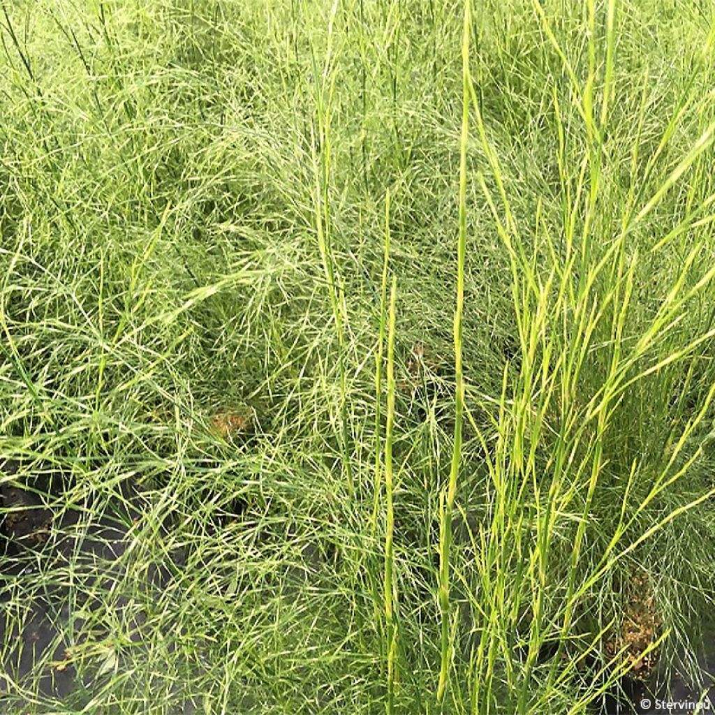 Calopsis paniculata - Restio