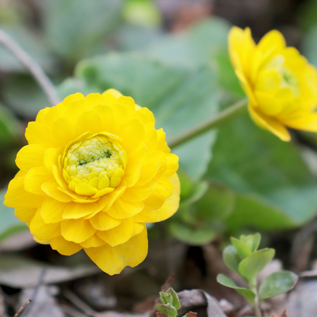 Caltha palustris Plena