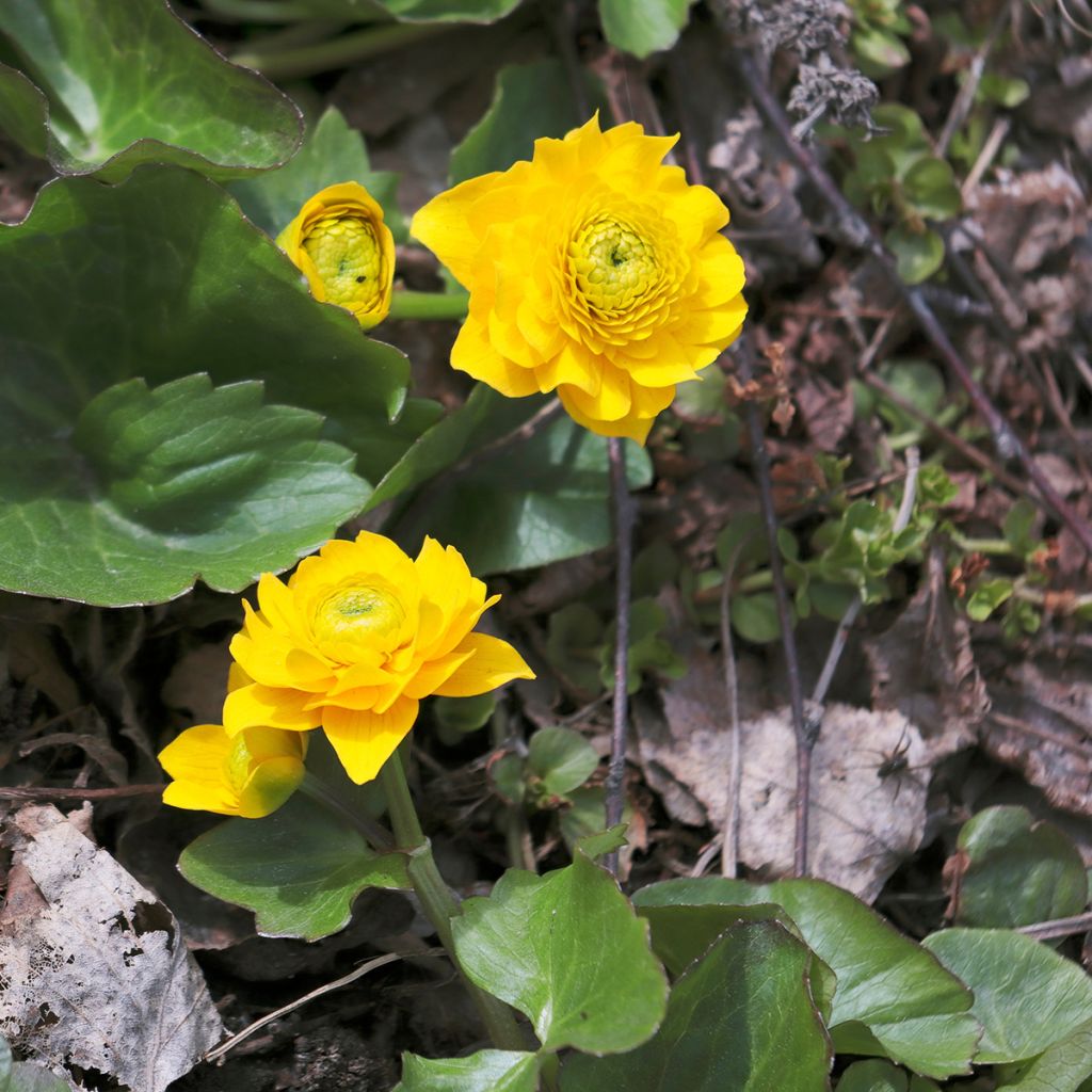 Caltha palustris Plena