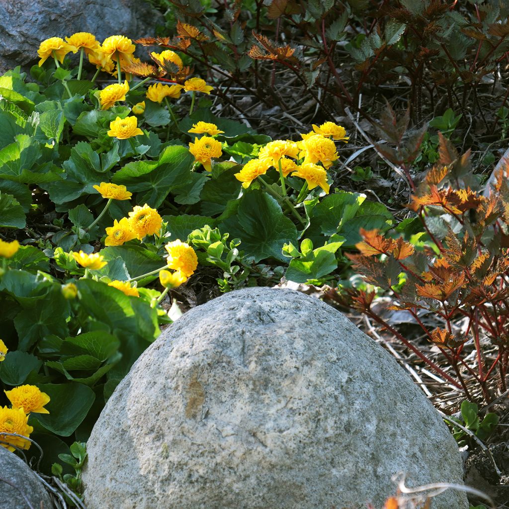 Caltha palustris Plena