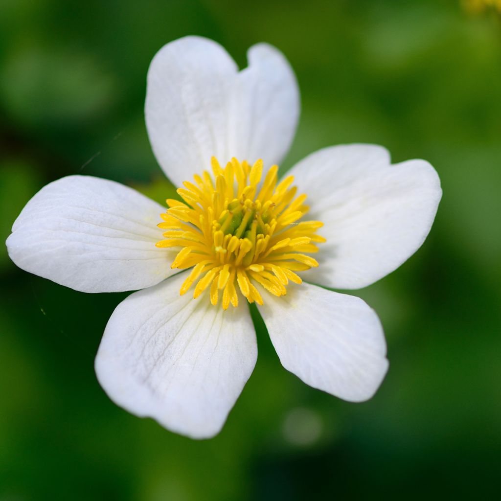 Caltha palustris var. alba