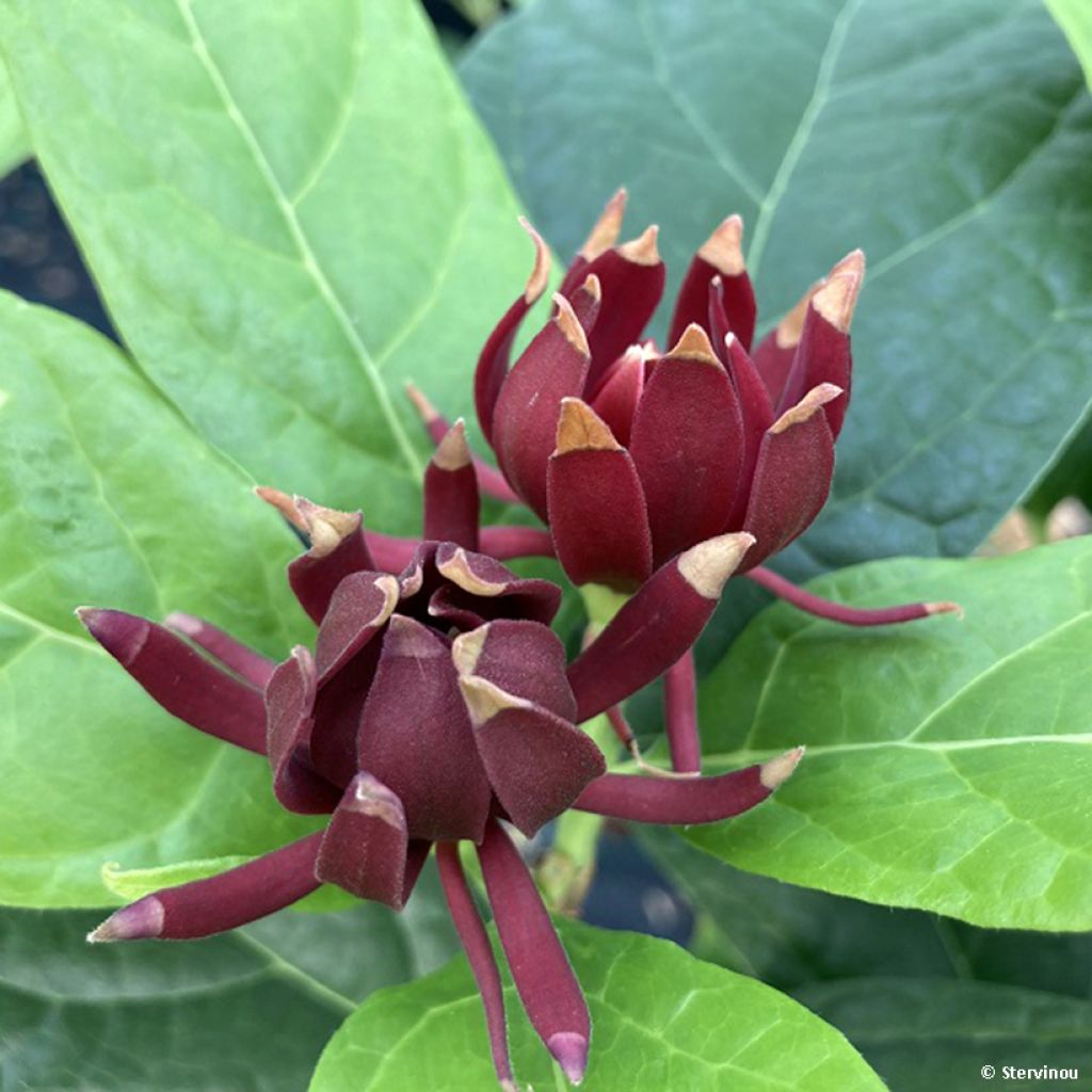 Calycanthus Michael Lindsay - Arbre aux anémones