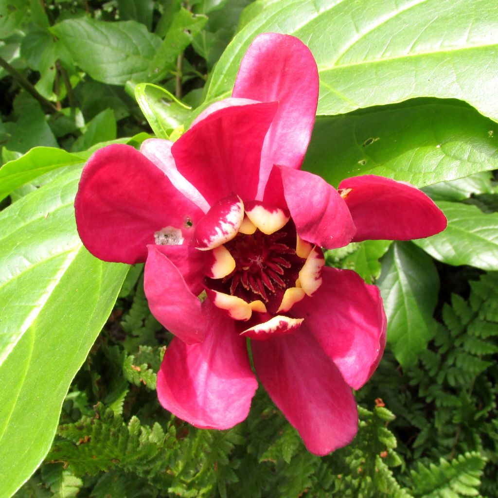 Calycanthus (x) raulstonii Aphrodite