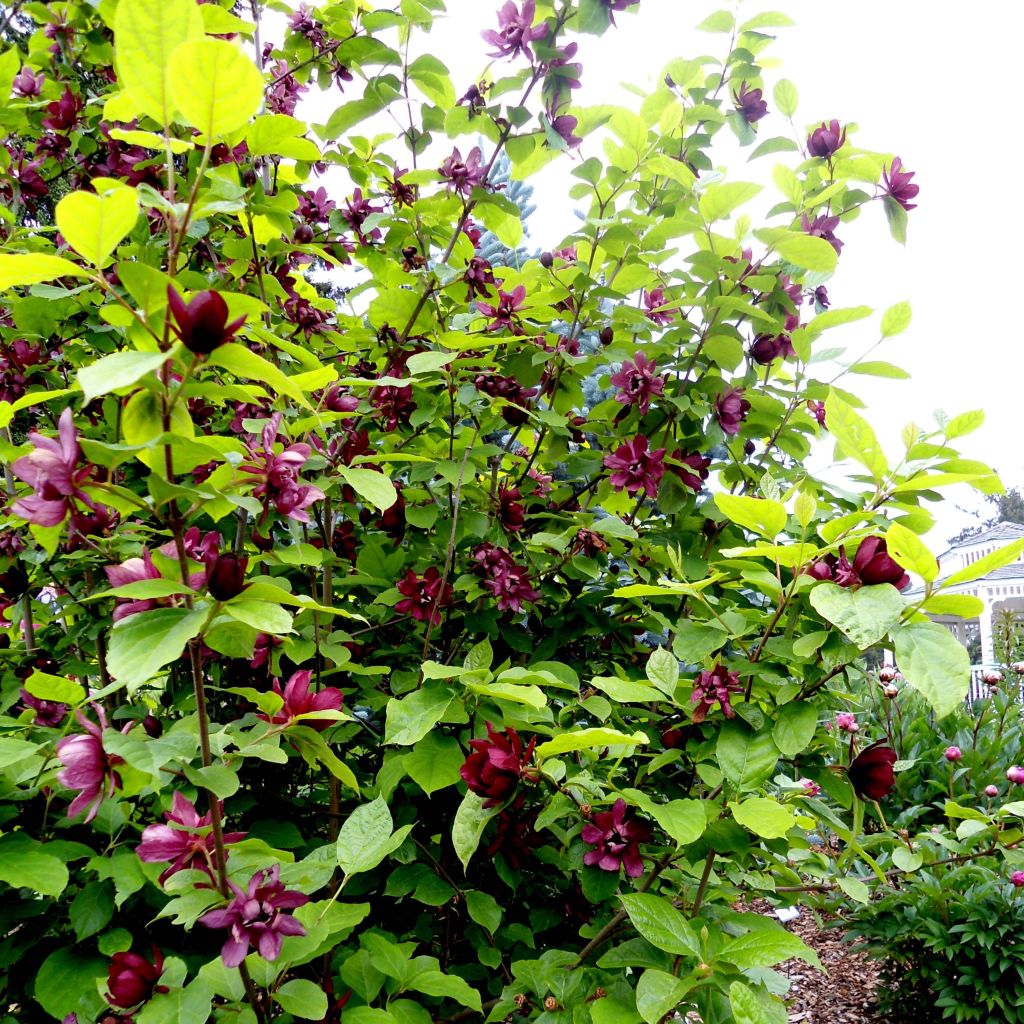 Calycanthus raulstonii Aphrodite - Arbre aux anémones.