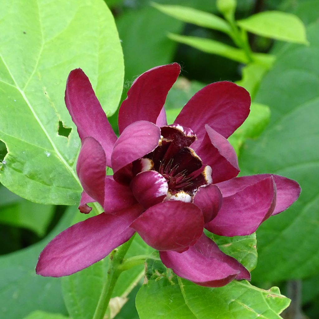 Calycanthus raulstonii Aphrodite - Arbre aux anémones.