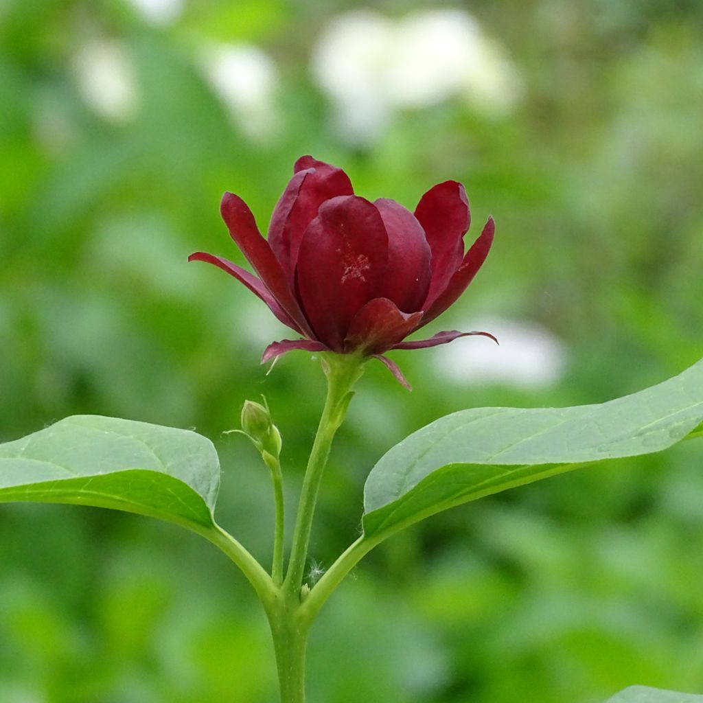 Calycanthus raulstonii Aphrodite - Arbre aux anémones.