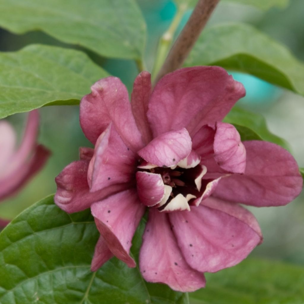 Calycanthus raulstonii Hartlage Wine- Sweetshrub