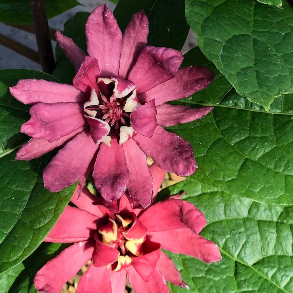 Calycanthus raulstonii Hartlage Wine - Arbre aux anémones