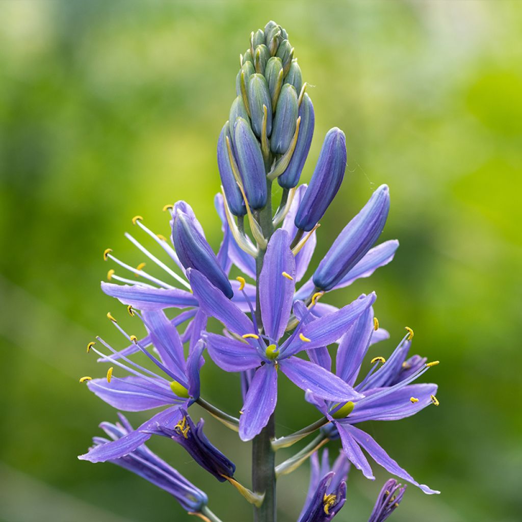 Camassia quamash Blue Melody