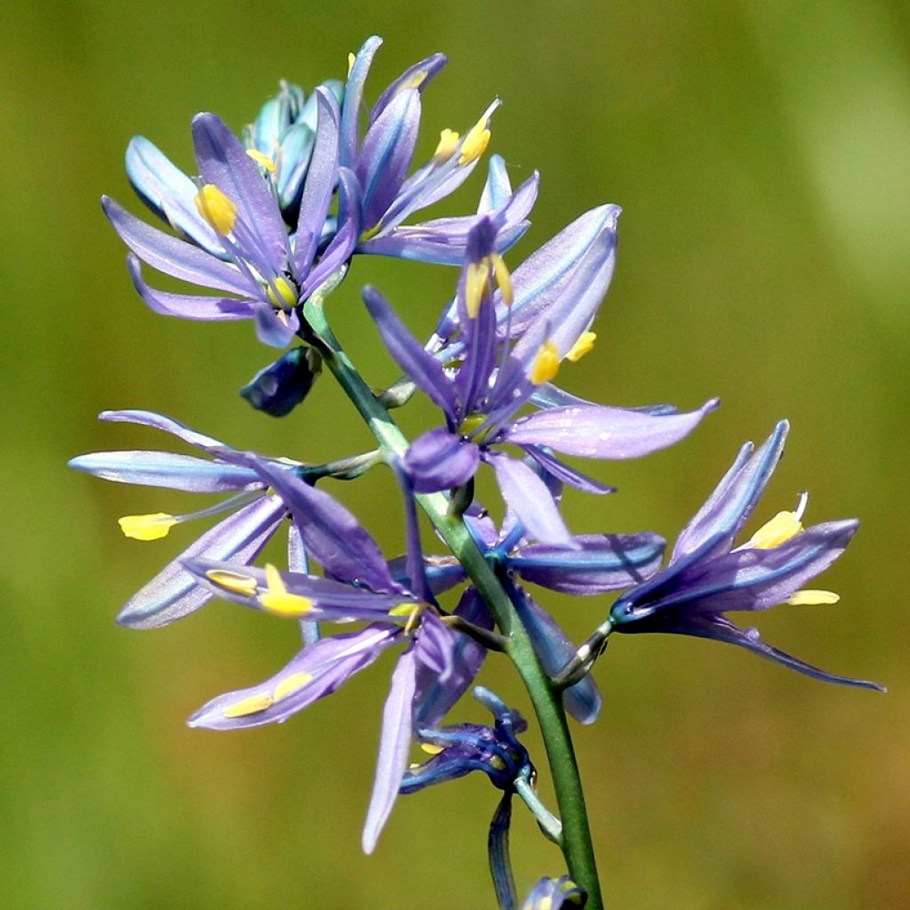 Camassia quamash Blue Melody