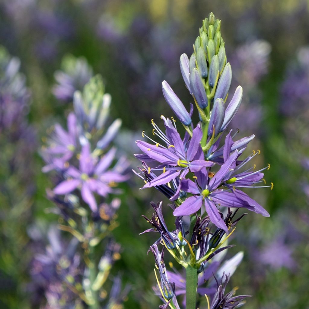 Camassia quamash Blue Melody